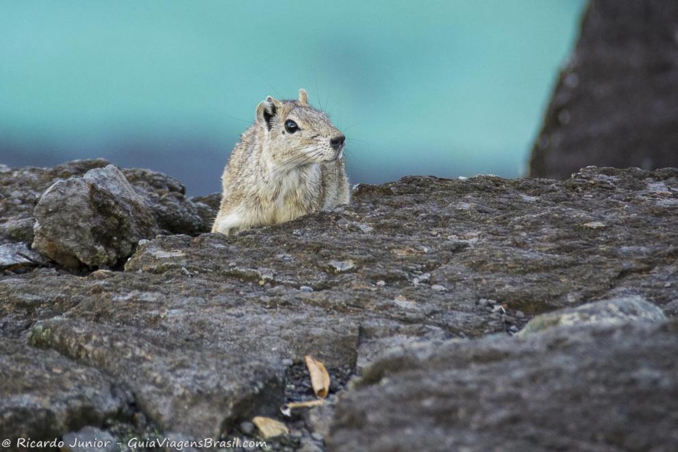 Imagem de um lindo bichinho em Fernando de Noronha.